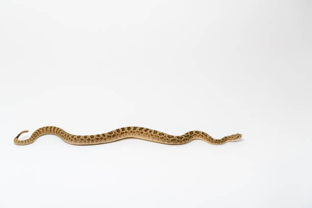 istock Crotalus viridis nuntius - Hopi Rattlesnake isloated on white background 1165009117