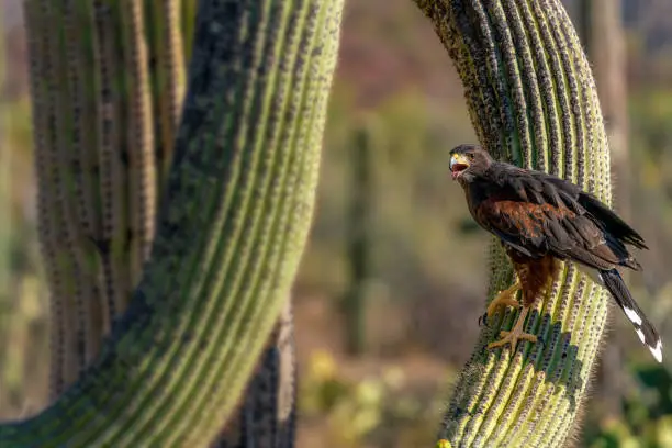 Harris's Hawk Parabuteo unicinctus Saguaro Cactus
