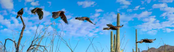 Harris's Hawk Parabuteo unicinctus against cloudy blue sky