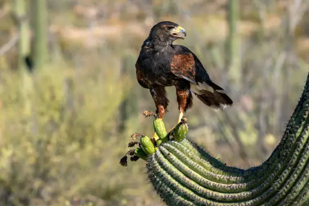 Harris's Hawk Parabuteo unicinctus Saguaro Cactus