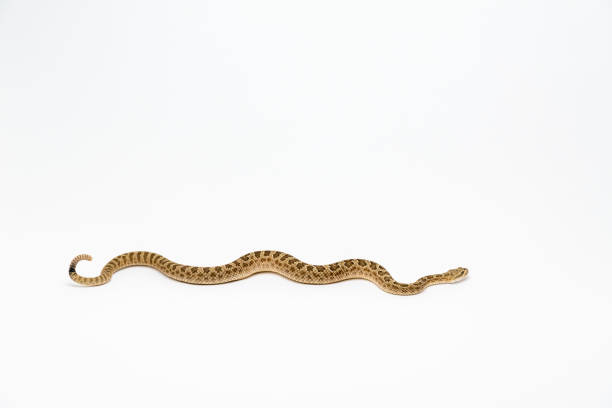 istock Crotalus viridis nuntius - Hopi Rattlesnake isloated on white background 1165010014