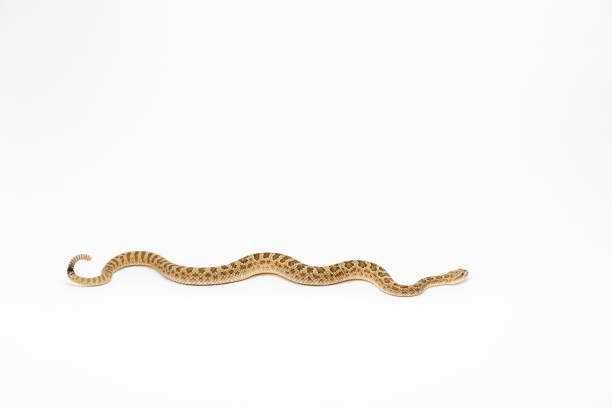 istock Crotalus viridis nuntius - Hopi Rattlesnake isloated on white background 1165010026
