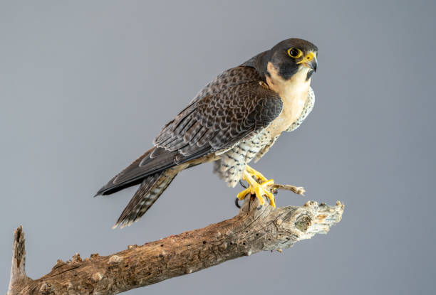 istock Peregrine Falcon perched on branch with plain gray background 1165010124