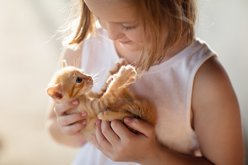 Child holding baby cat. Kids and pets. Little girl hugging cute little kitten in summer garden. Domestic animal in family with kids. Children with home pet animals.