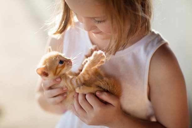 little girl holding baby cat. kids and pets - 4742 imagens e fotografias de stock