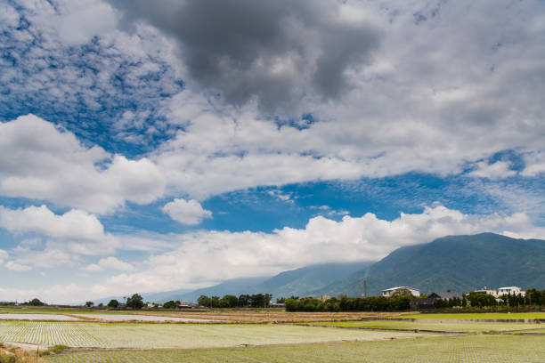 istock Landscape View Of Beautiful Rice Fields 1165011158