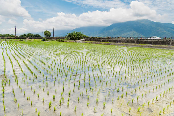 istock Landscape View Of Beautiful Rice Fields 1165011197