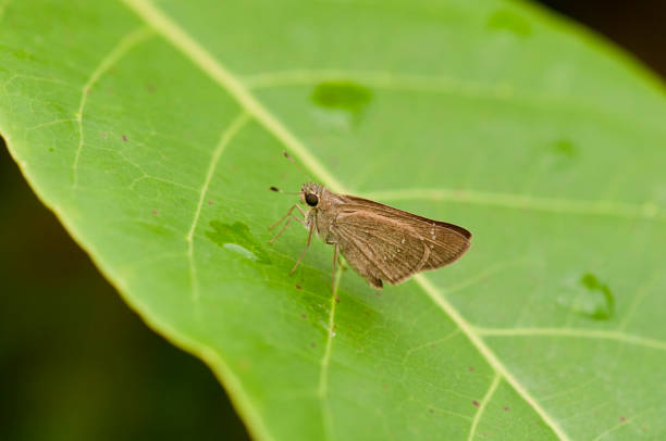 istock Small Branded Swift butterfly on a green leaf 1165014097