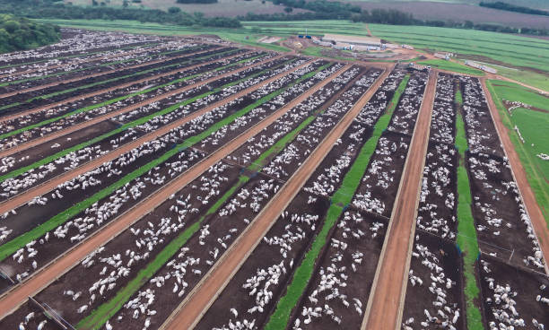 city ​​rio verde state of goiás brazil, 07/29/2019 confinement of cow - confined space imagens e fotografias de stock