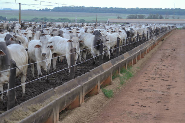 city Rio verde state of Goiás Brazil, 07/29/2019 confinement of cow to refrigerator, this confinement circulates more than eighty thousand head of cow per year. cattle pen stock pictures, royalty-free photos & images