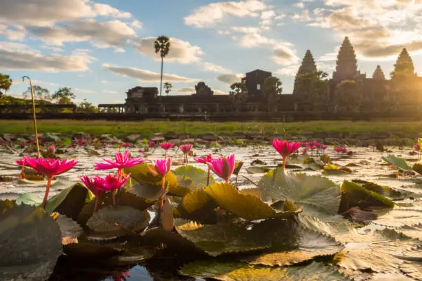 Photo of Beautiful pink water lily blooming in the pond in front of Angkor Wat one of the UNESCO world heritage site in Siem Reap, Cambodia during sunrise.
