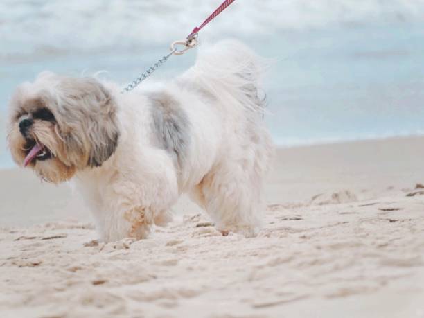 istock Dog walking in the beach 1165016895