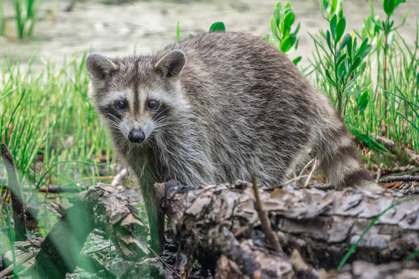 istock raccoon causing mischief at a campsite 1165017947