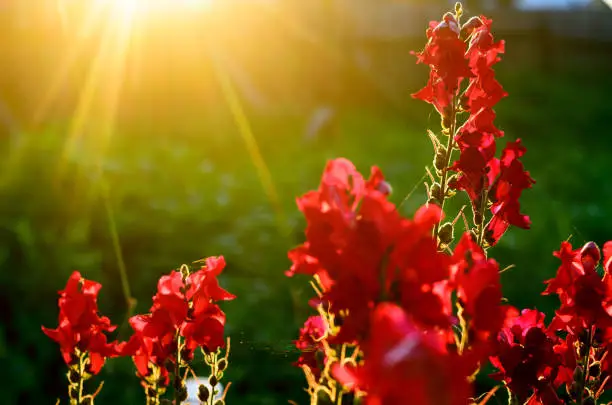 Bright rays of the setting sun at sunset illuminate the red buds of flowers Snapdragon in the garden area in the shade of grass in the North of Yakutia.