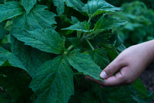 istock close up green sesame leaf growing in the tree white sesame tree agriculture plant,perilla leaves. 1165022430
