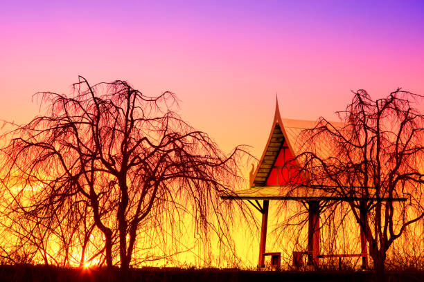 silhouettes of tree during the sunset for natural background