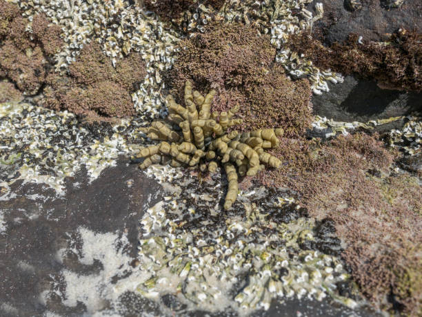 istock Seaweed Neptune’s necklace native Australia 1165024764