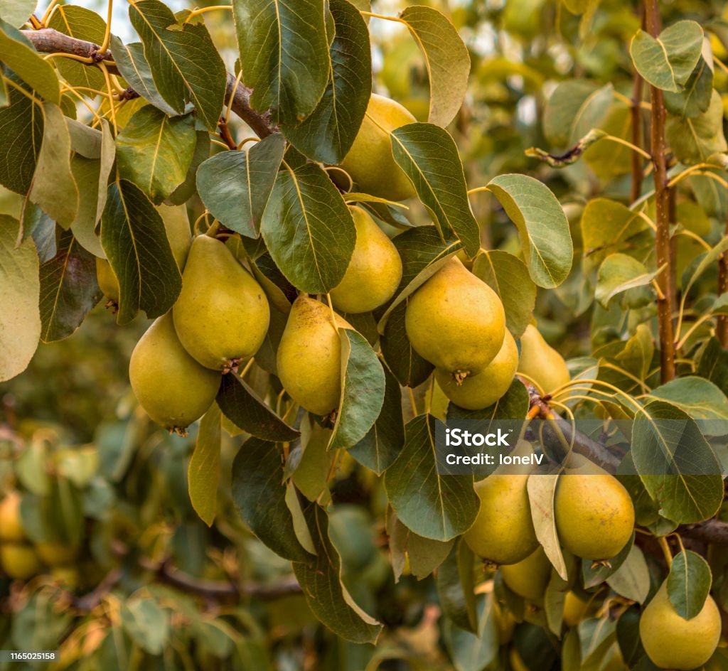Branch full of pears in an orchard Beautiful image with branch full of pears in an orchard. Pear Tree Stock Photo