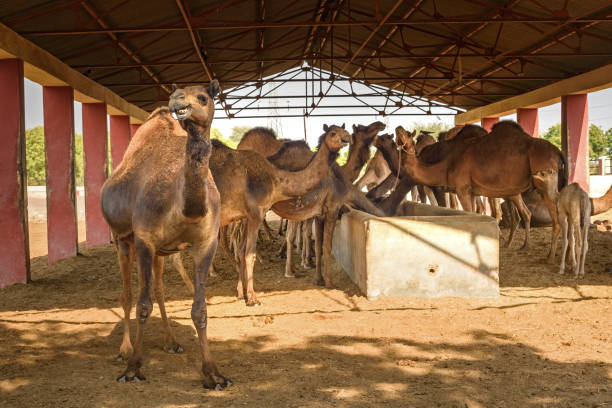 chameau au centre national de recherche sur camel. bikaner. inde - bikaner photos et images de collection