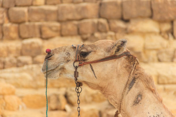 Camel On The Beach Of Cape Verde