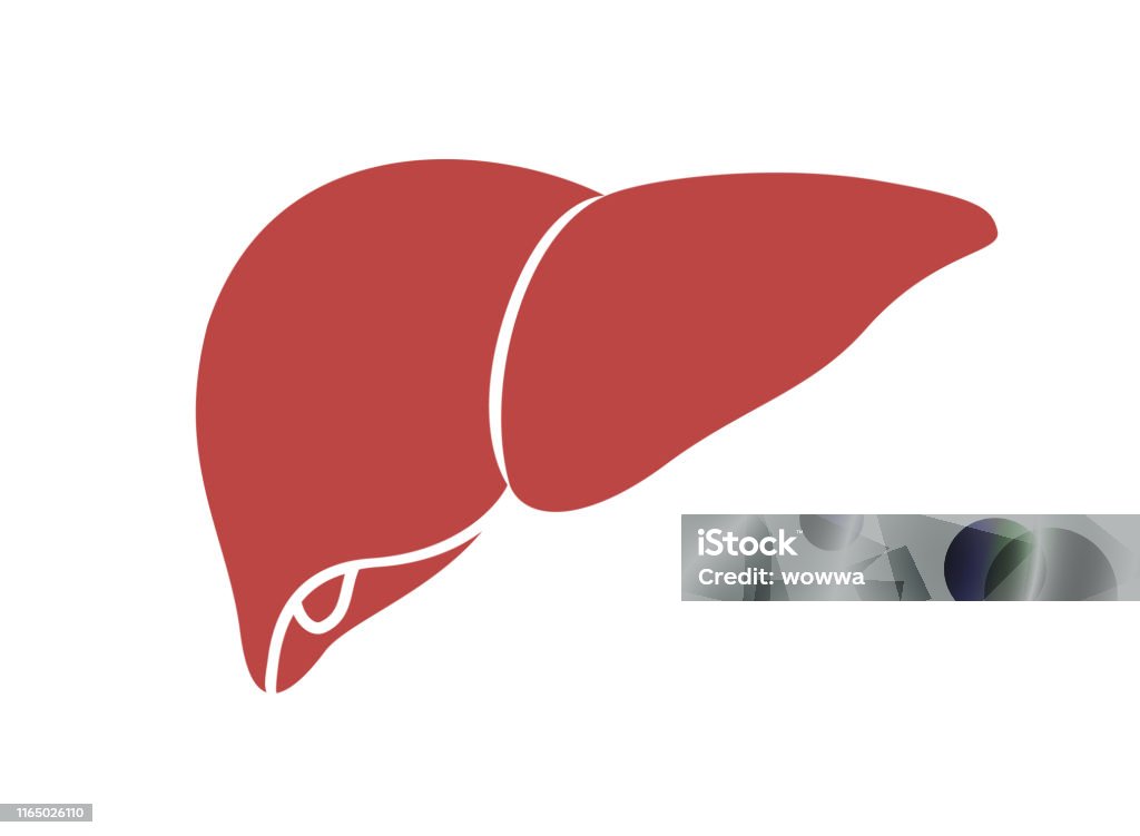 Liver icon in trendy flat style. People body part. Vector illustration isolated on white background. Internal organs symbol for your web site design, logo, app, UI. Liver - Organ stock vector Liver icon in trendy flat style. People body part. Vector illustration isolated on white background. Internal organs symbol for your web site design, logo, app, UI. Liver - Organ stock vector