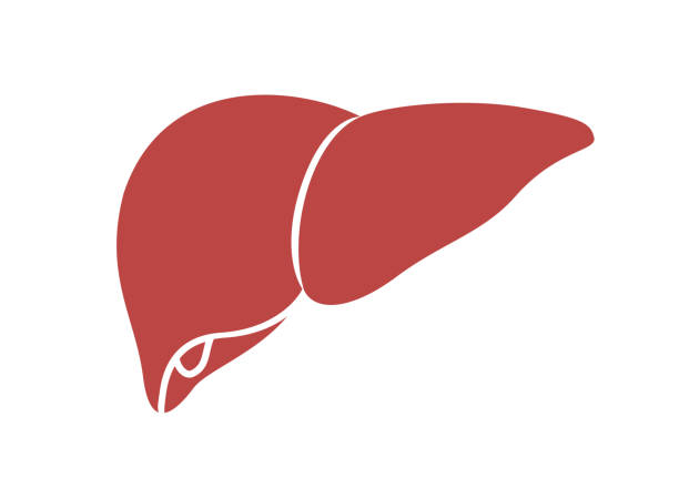 Liver icon in trendy flat style. People body part. Vector illustration isolated on white background. Internal organs symbol for your web site design, logo, app, UI. human liver stock illustrations