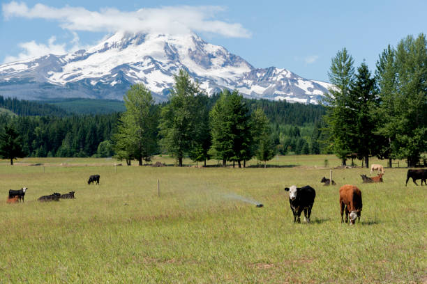 South, Middle, and North Sister mountains in the Cascade Range, just outside of Sisters, Oregon.