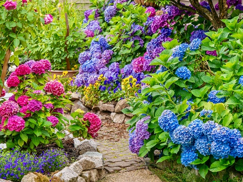 Un hermoso jardín de verano, con una espectacular exhibición de vibrantes flores de hortensia azul, rosa y púrpura. photo