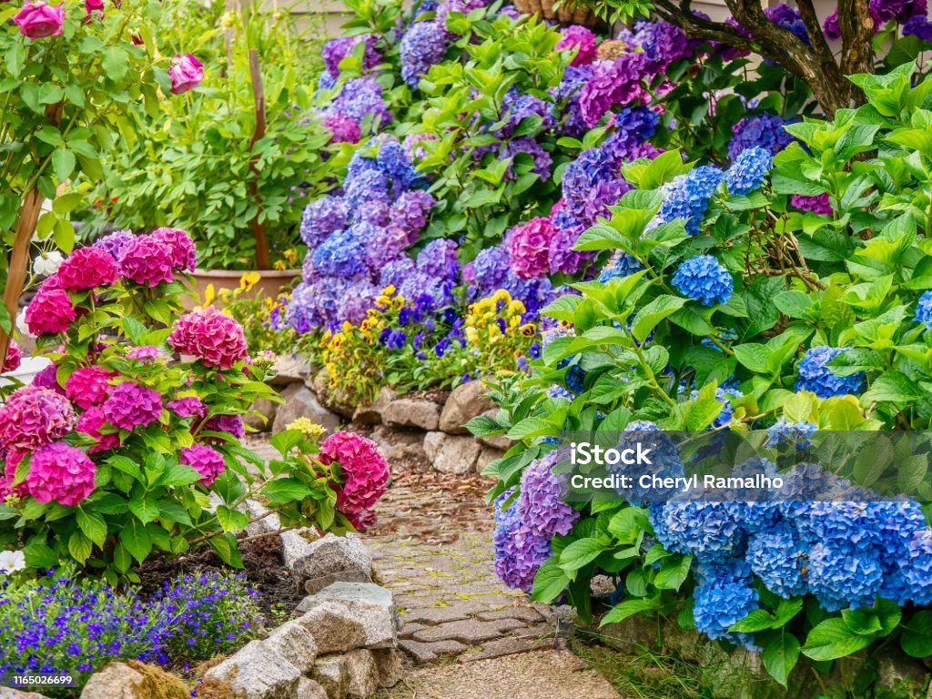 A beautiful summer garden, featuring a spectacular display of vibrant blue, pink and purple hydrangea flowers. A pretty, lush ornamental garden, filled with healthy plants and bright, colorful hydrangea blossoms in multiple colors. Yard - Grounds Stock Photo