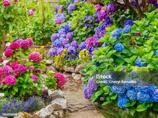 A Beautiful Summer Garden Featuring A Spectacular Display Of Vibrant Blue Pink And Purple Hydrangea Flowers Stock Photo - Download Image Now