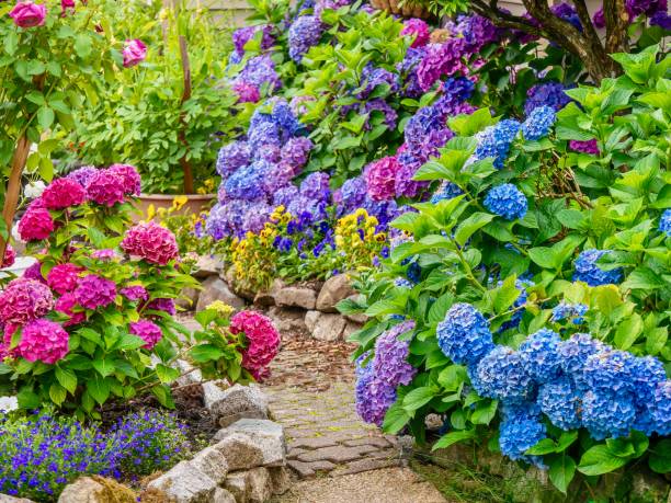 a beautiful summer garden, featuring a spectacular display of vibrant blue, pink and purple hydrangea flowers. - hydrangea gardening blue ornamental garden imagens e fotografias de stock