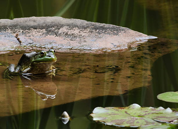 istock Frog Batrachian Pond Tadpoles 116502686