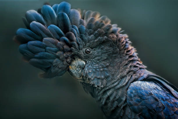 rotschwanz schwarz kakadu (calyptorhynchus banksii) - cockatoo stock-fotos und bilder