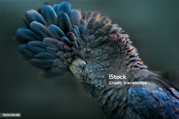 Red Tailed Black Cockatoo Stock Photo - Download Image Now
