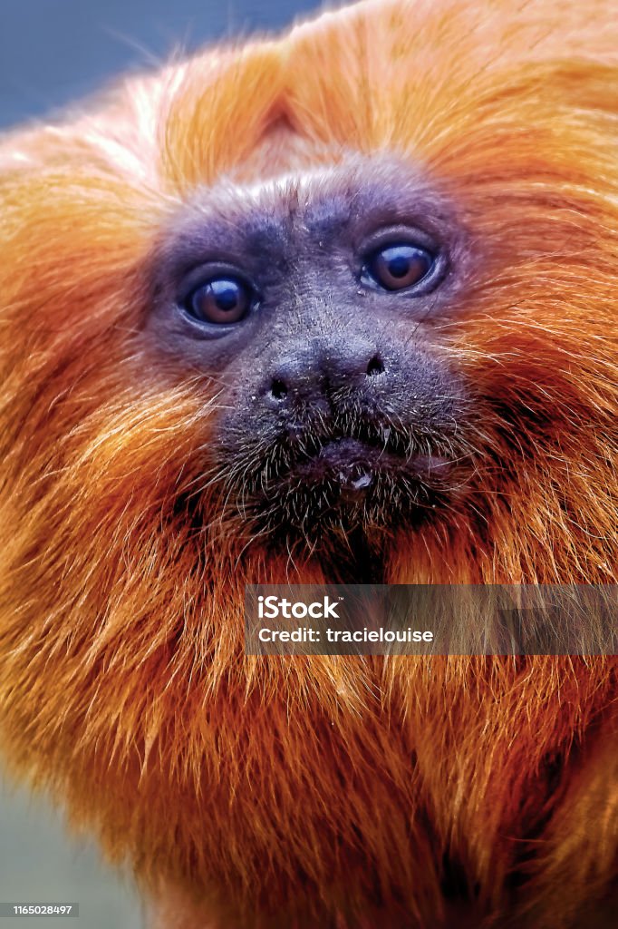Golden Lion Tamarin Stock Photo - Download Image Now - Golden Lion Tamarin,  Animal, Animal Behavior - iStock