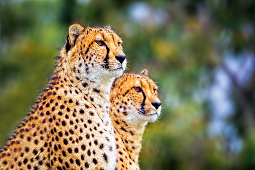 Male and female cheetah sitting and looking off into the distance