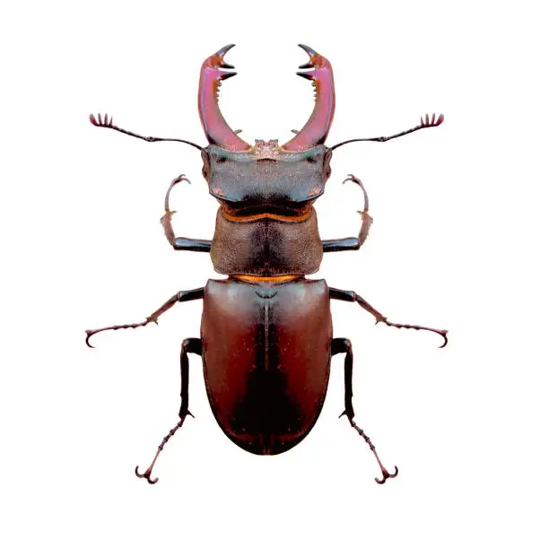 Photo of Beetle deer male on a white background top view.