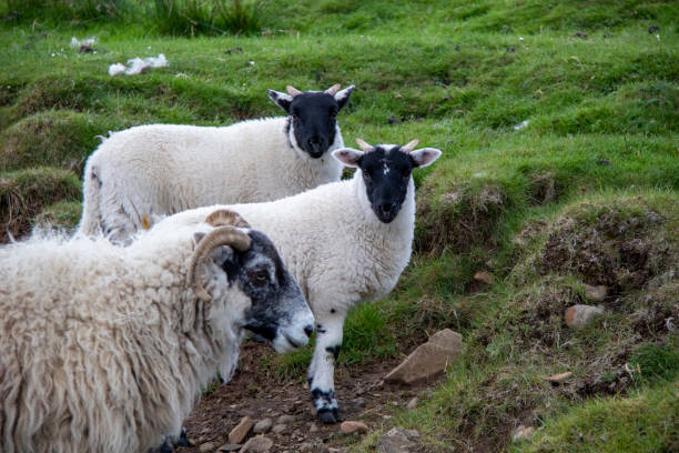 istock Sheep, Lamb, Close-up, Scotland 1165033525