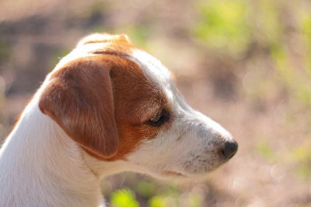 jack russell terrier nel tempo soleggiato cammina in natura - tick dog flea pets foto e immagini stock