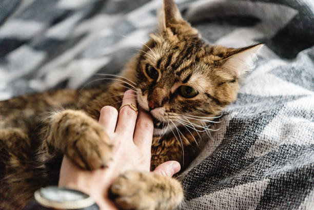 hermoso gato lindo jugando con la mano de la mujer y mordiendo en la cama elegante con emociones divertidas - domestic cat anger hissing aggression fotografías e imágenes de stock