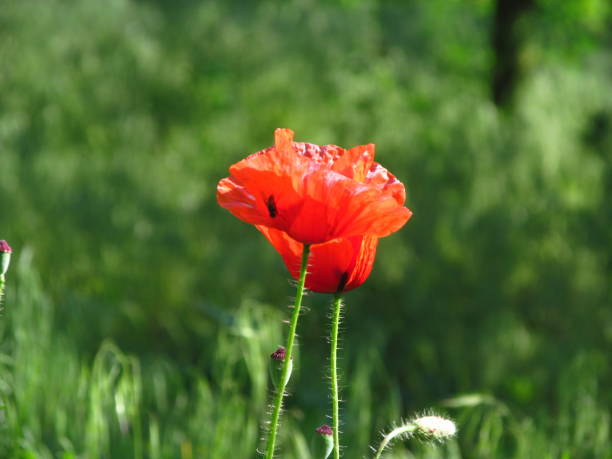 istock Red poppy flower close up 1165035489