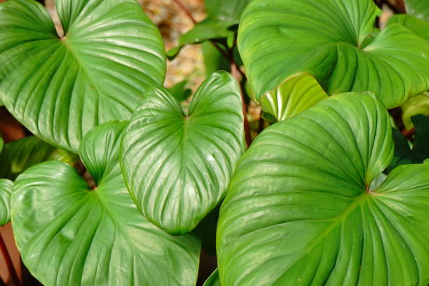 istock Green leaf texture Nature in garden 1165035835
