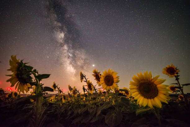 istock Milky way over the sunflower field 1165036790