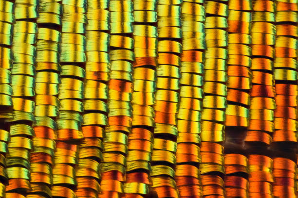 istock Extreme magnification - Sunset moth wing scales 1165036797