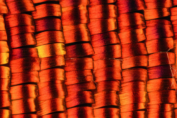 Extreme magnification - Sunset moth wing scales stock photo
