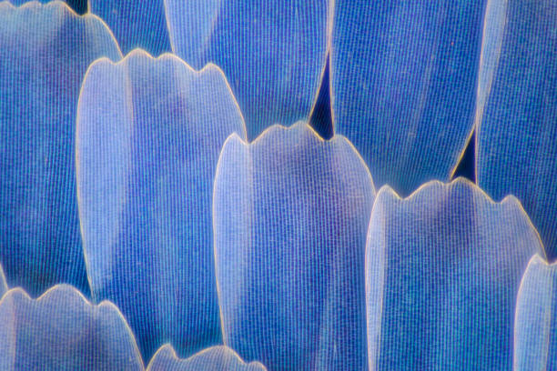 Extreme magnification - Butterfly wingm Blue morpho  wing, 100:1 magnification stock photo