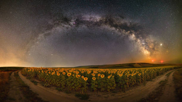 istock Milky way over the sunflower field 1165036809