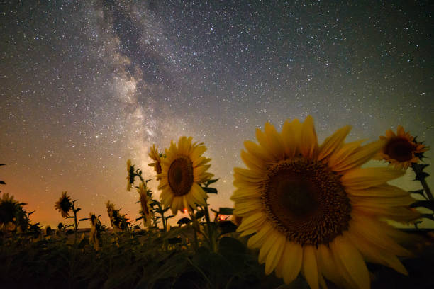 istock Milky way over the sunflower field 1165036831