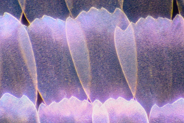 istock Extreme magnification - Butterfly wingm Blue morpho  wing, 100:1 magnification 1165036832