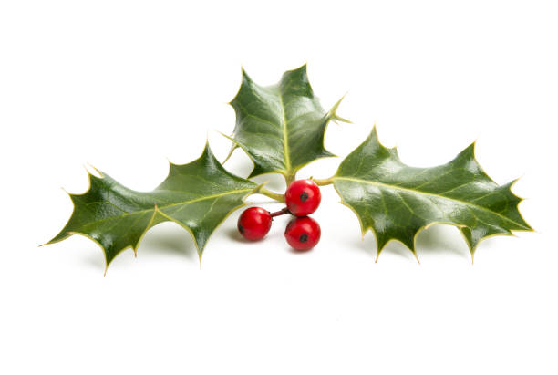 istock Holly - traditional Christmas plant 1165038633